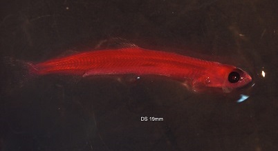 Image of a Delta Smelt as viewed under a dissecting microscope that measures 19 millimeters long