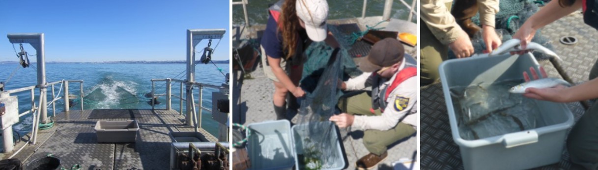 back of boat towing net, two staff holding net, two staff holding fish