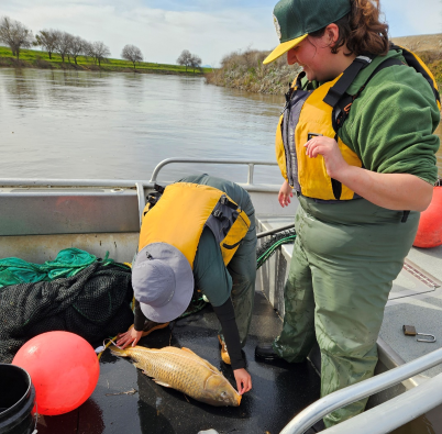 Two people on a boat that is on the water. One person is kneeling down measuring a fish and the second person is standing next to them observing.