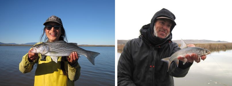 Left image is a woman holding a striped silver fish (Striped Bass). Right image is a man holding a small silver fish (Sacramento Splittail)