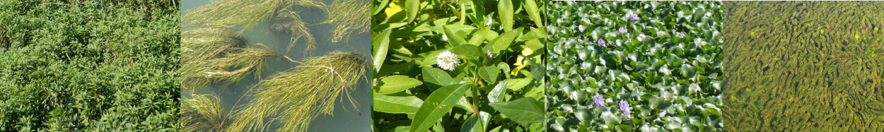 Five photos showing examples of both submerged and floating aquatic vegetation in the Sacramento - San Joaquin Delta. Left to right: thick dark green branching plant on water surface; wispy clumps of light green branching grass floating on water surface; upright stem with green leaves with a white flower above water surface; thick green mat of green plant on water surface with purple flowers; thick, yellow-green mat of floating plants just below the water surface.