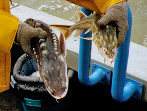 juvenile white and green sturgeon being held by a survey crew member aboard a boat