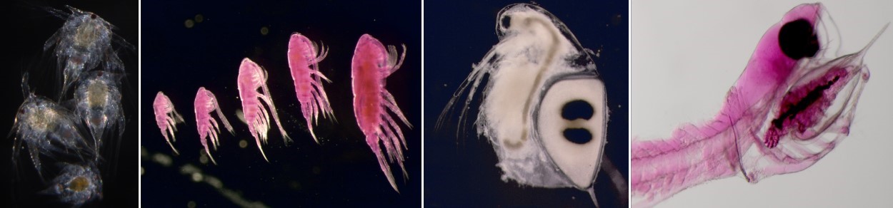 4-panel image. Images are micrographs of various zooplankton organisms 1) four Balanus glandula barnacle nauplii 2) five life stages of Sinocalanus doerrii shown in order of increasing size 3) one Daphnia sp. 4) micrograph of stained Longfin smelt larva consuming a Daphnia sp. in its mouth.
