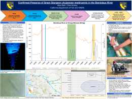 thumbnail of Confirmed Presence of Green Sturgeon poster - click to enlarge in new window